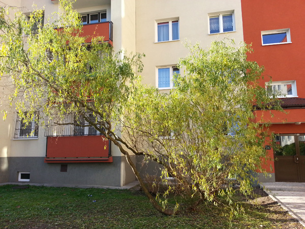 Wycinka drzew przy ul. Grota-Roweckiego 51