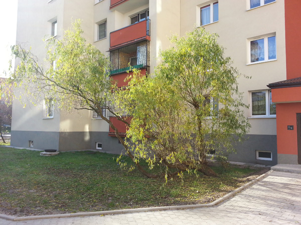 Wycinka drzew przy ul. Grota-Roweckiego 51