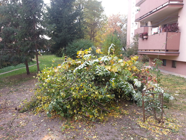 Wycinka drzew przy ul. Kobierzyńskiej 67